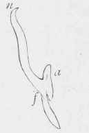 Stamen of ditto
