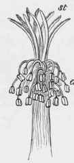 Stamens and stigmas of Malva sylvestris.