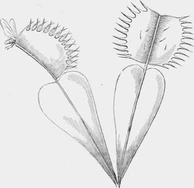 Two leaves of Dionaea: one open, one closed upon a fly.