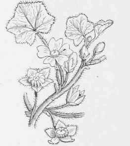 ` rotundifolia