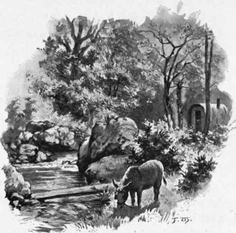 VIII In The Woodland 12