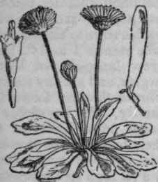 1. Common Daisy.