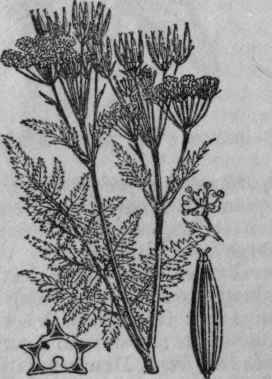 10. Sweet Cicely.