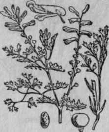 100. Fumitory.