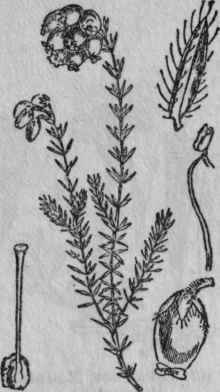 108. Cross leaved Heath.