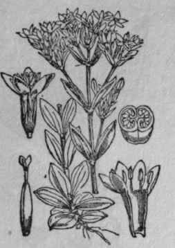 110. Centaury.