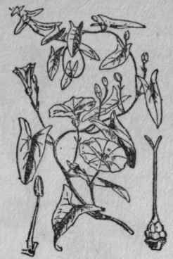 111. Bindweed.