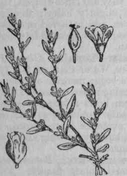 112. Knot Grass.