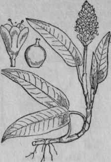 114. Amphibious Persicaria.