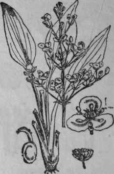 115. Water Plantain.