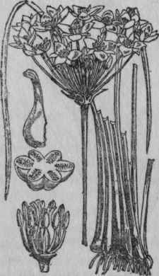 116. Flowering Rush.