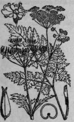 12. Wild Chervil.