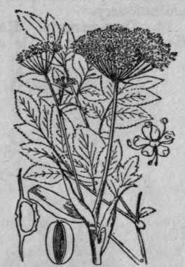 13. Angelica.