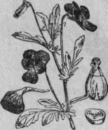 139. Heartsease, Pansy.