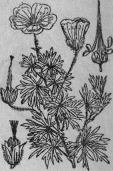 140. Bloody Crane's bill.