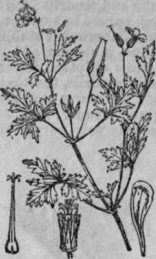 142. Herb Robert.