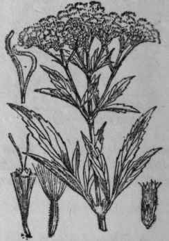 146. Hemp Agrimony.