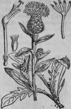 149. Knapweed.
