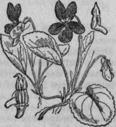 151. Sweet Violet.