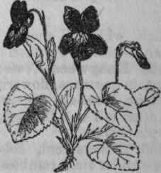 152. Dog Violet