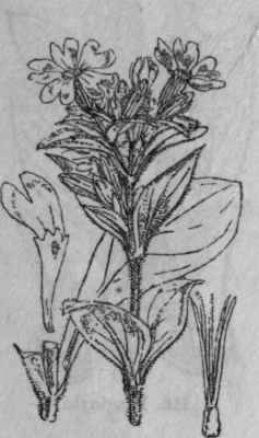 153. Red Campion.