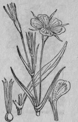 154. Corn Cockle.