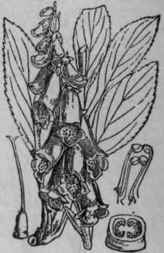 156. Foxglove.