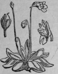 157. Butter wort.