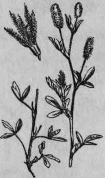 178. Hare's foot Trefoil.