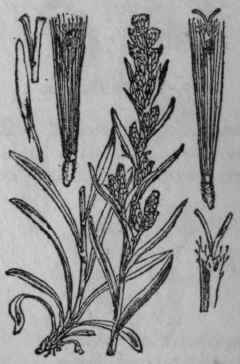 179. Cudweed.