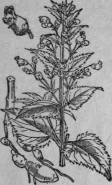 180. Knotted Figwort.