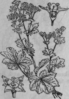 185. Lady's Mantle.