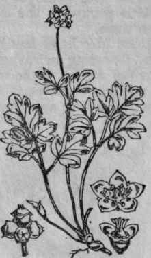 187. Moschatel.