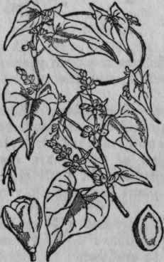 189. Black Bindweed.