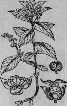 192. Dog's Mercury.