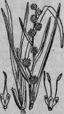 193. Bur reed.