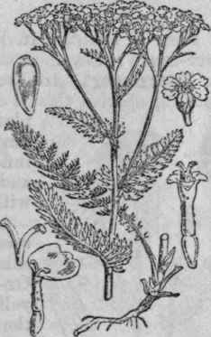 2. Millefoil.