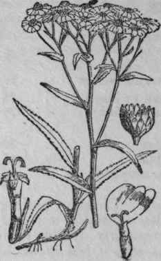 3. Sneeze wort.
