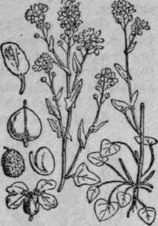 34. Scurvy grass.