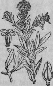 36. Pepperwort.