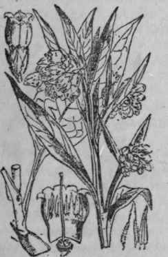 41. Comfrey.
