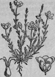 47. Pearlwort