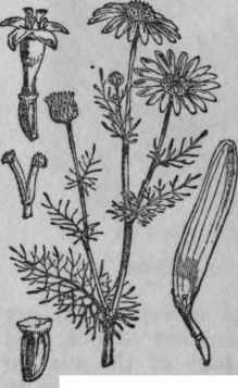 5. Mayweed.