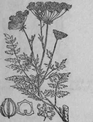 6. Hemlock.