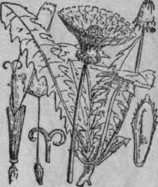 63. Dandelion.