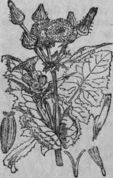64. Sowthistle.