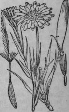 65. Goat's beard, Jack go to bed at Neon.