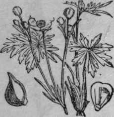 66. Upright Crowfoot, Buttercup.