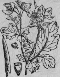 67. Greater Celandine