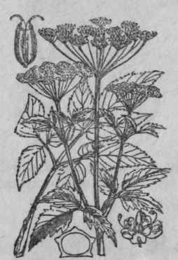 7. Gout weed.